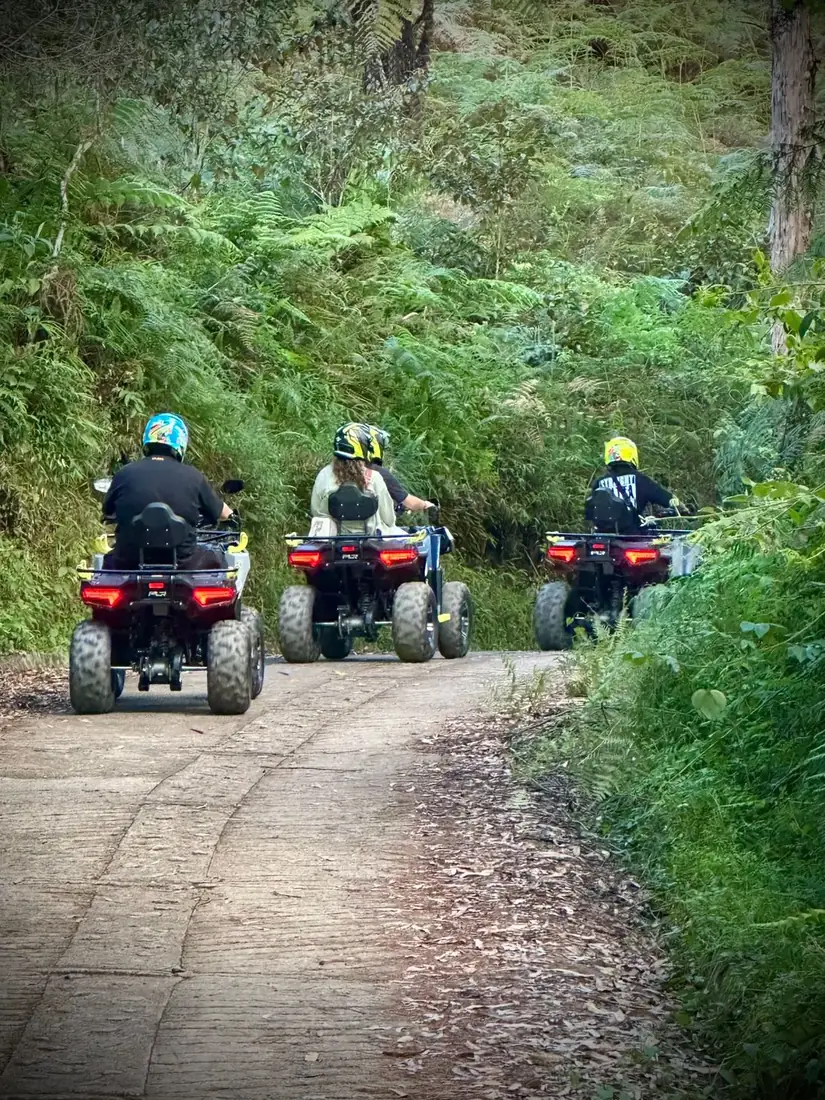 Ruta de cuatrimotos entre árboles